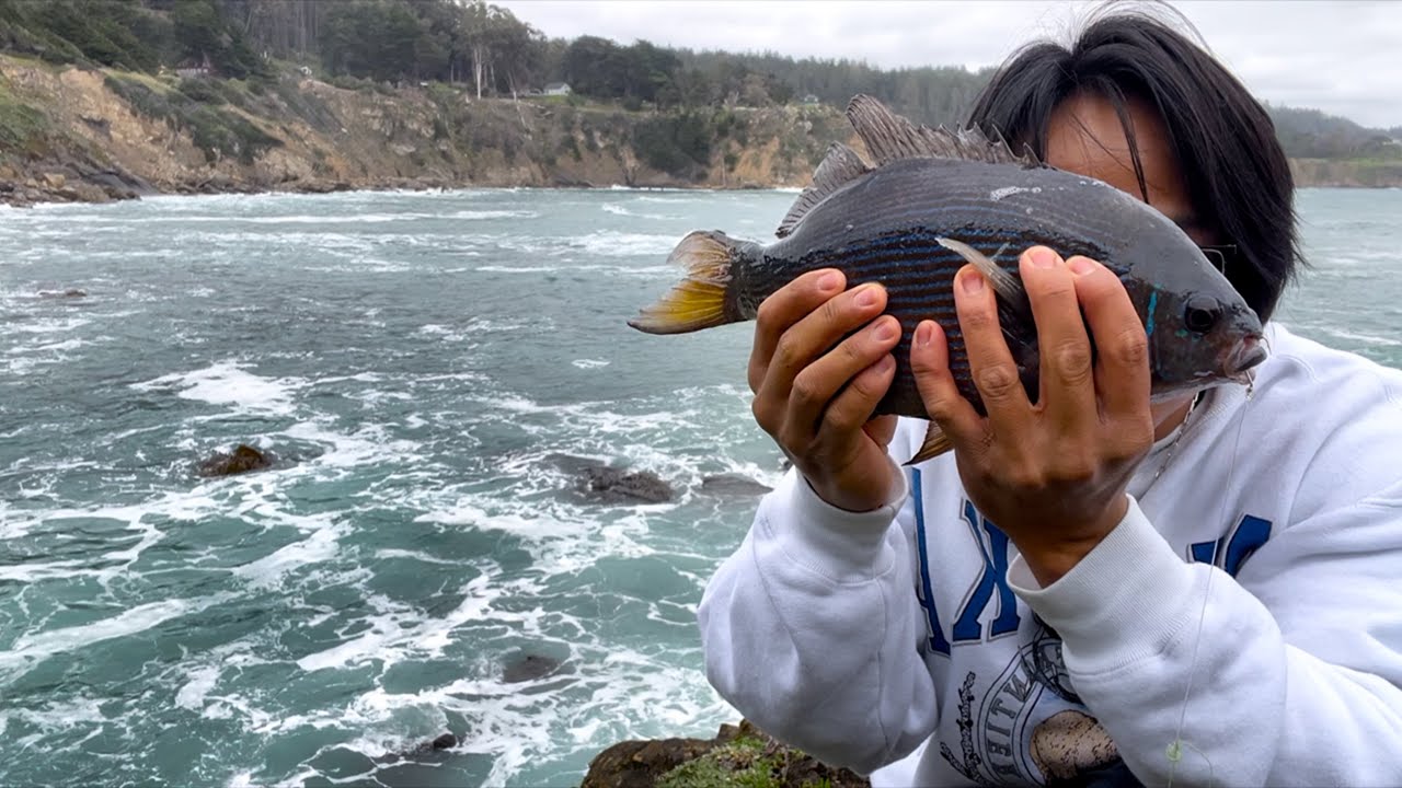 Striped Perch Limit | Mussel/Uni Foraging | Fort Ross