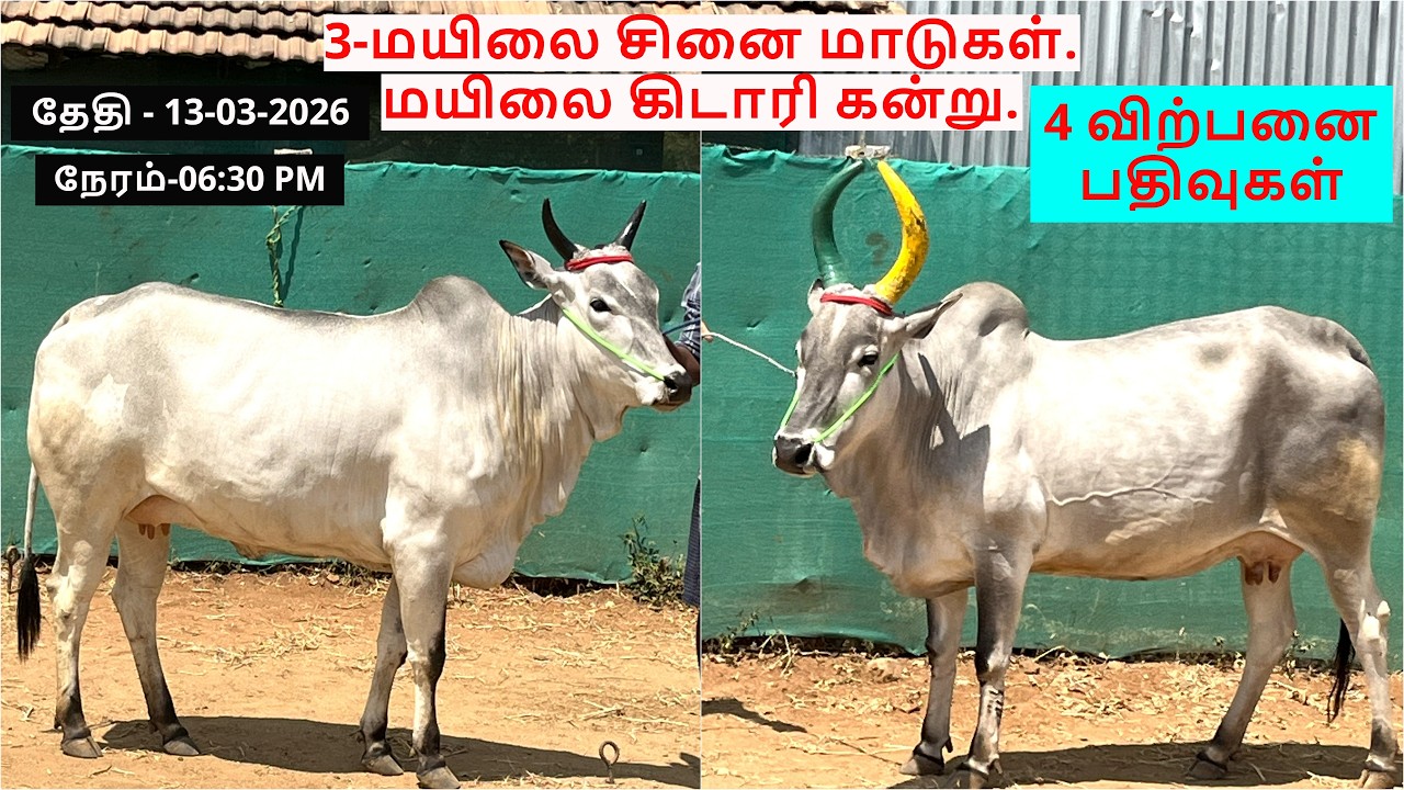 4-விற்பனை பதிவுகள்.3-மயிலை சினை மாடுகள்.மயிலை கிடாரி கன்று.