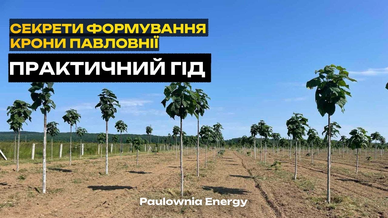 Формування крони у Павловнії. Важливо не пропустити!