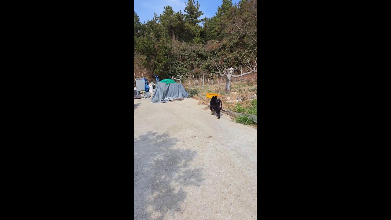 추자도 반려견과 일상 소통