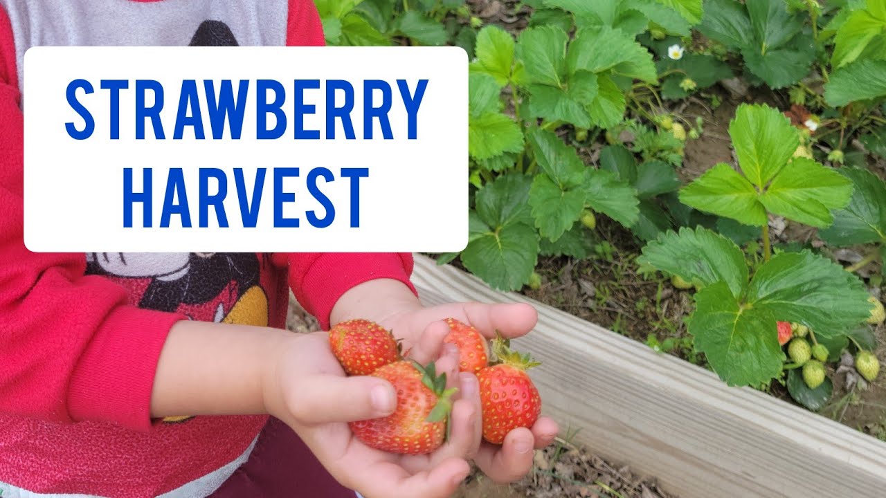 First Strawberry Harvest of the Season | Gardening in Kentucky