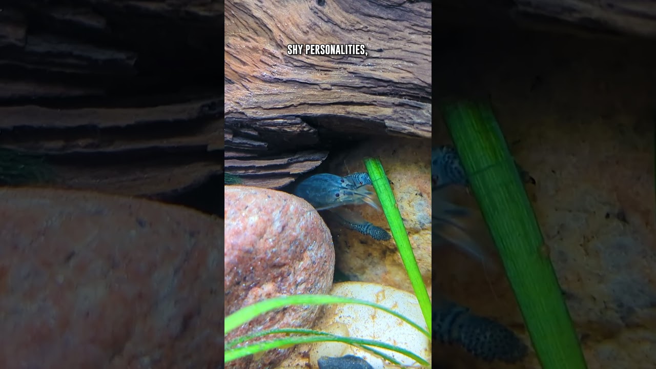 What YOU Should Know Before Getting Vampire Shrimp