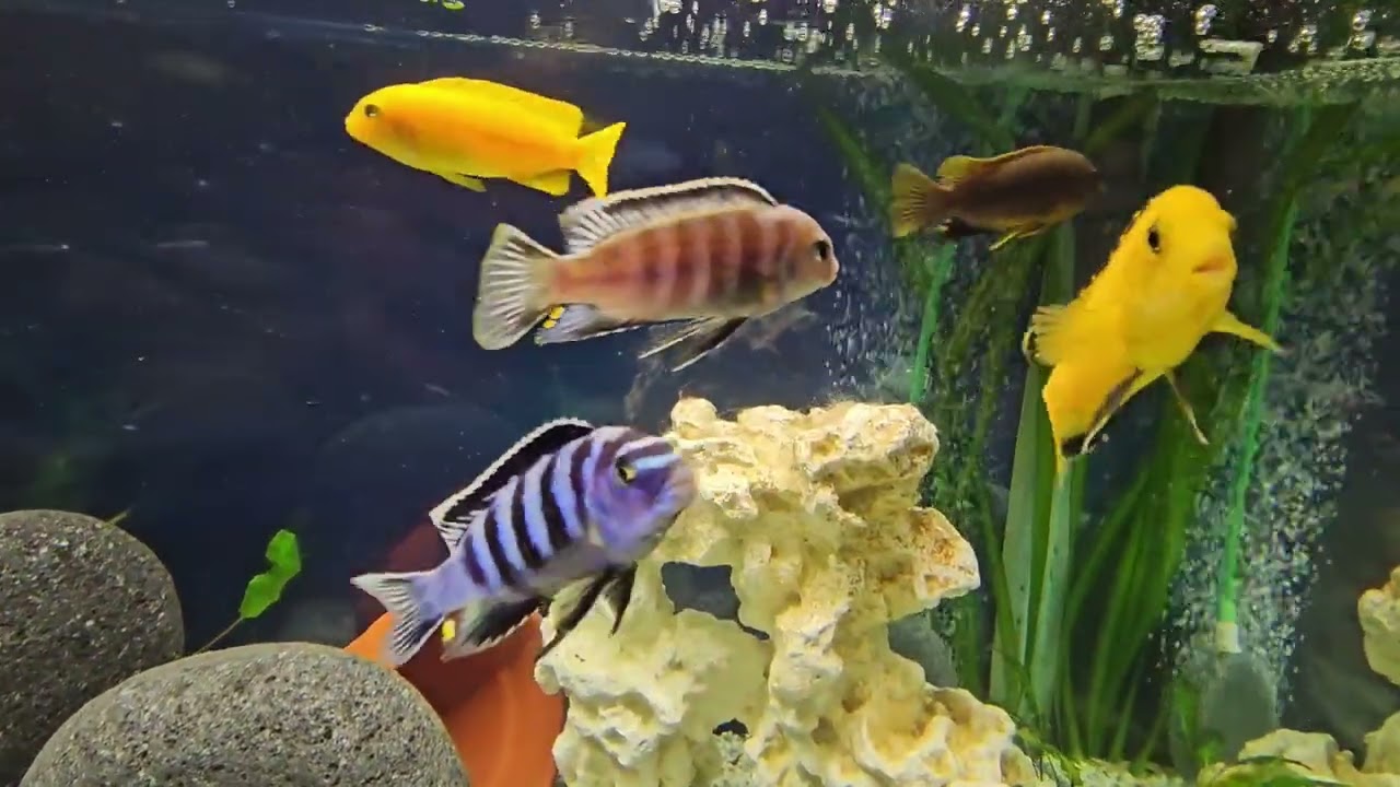 Relaxing African Cichlid Aquarium 🐠Entspannendes AfrikanischesBuntbarsch-Aquarium 🐟