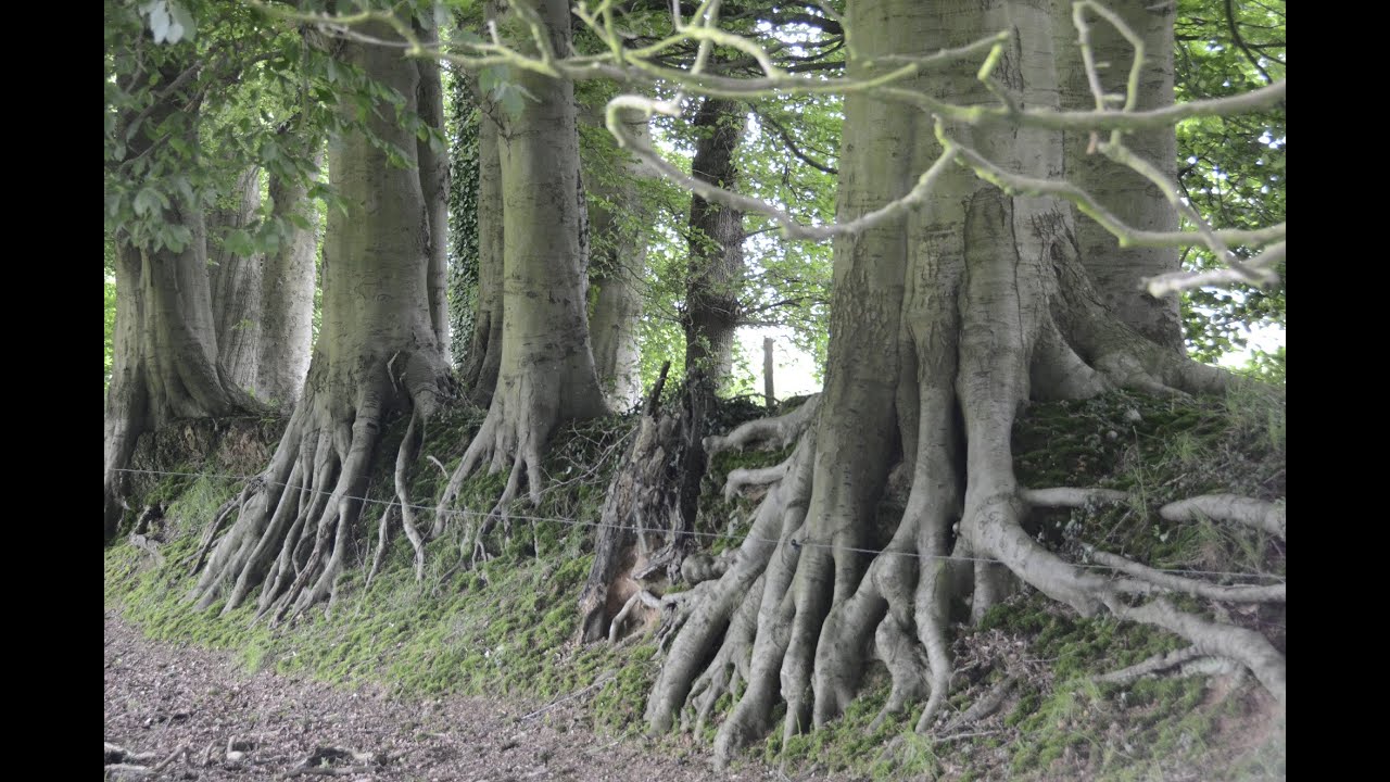 Les arbres remarquables : de la biologie aux traditions