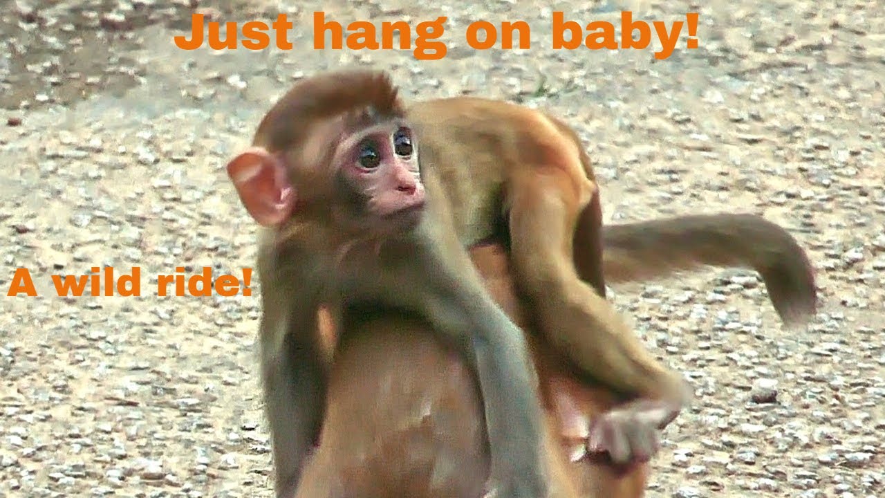 Bo - Does she still long for her own baby? | Food Frenzy - Fierce Guarding of Food Access