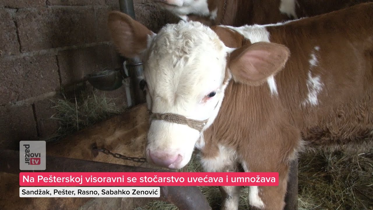 Na Pešterskoj visoravni se stočarstvo uvećava i umnožava