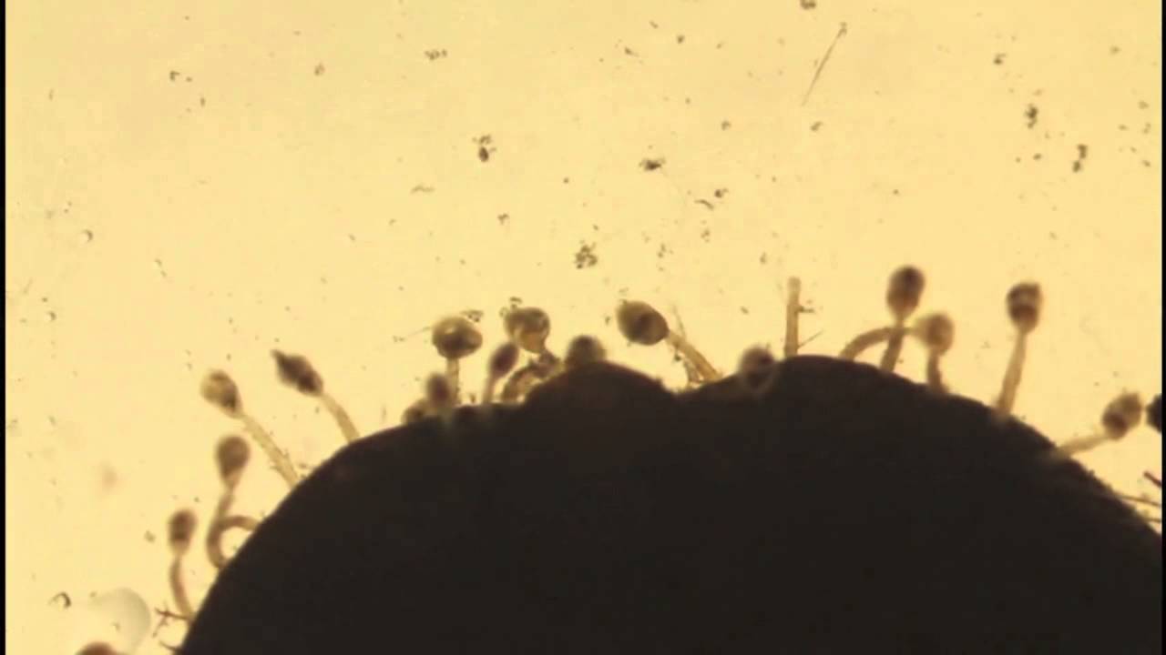 Entoproct zooids nodding