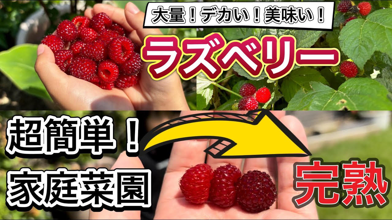【放置で収穫できた！】直立性ラズベリーは超おすすめ果樹！甘い完熟果は家庭菜園でしか味わえない美味しさ。鉢植え、地植え実際の栽培の様子お見せします。