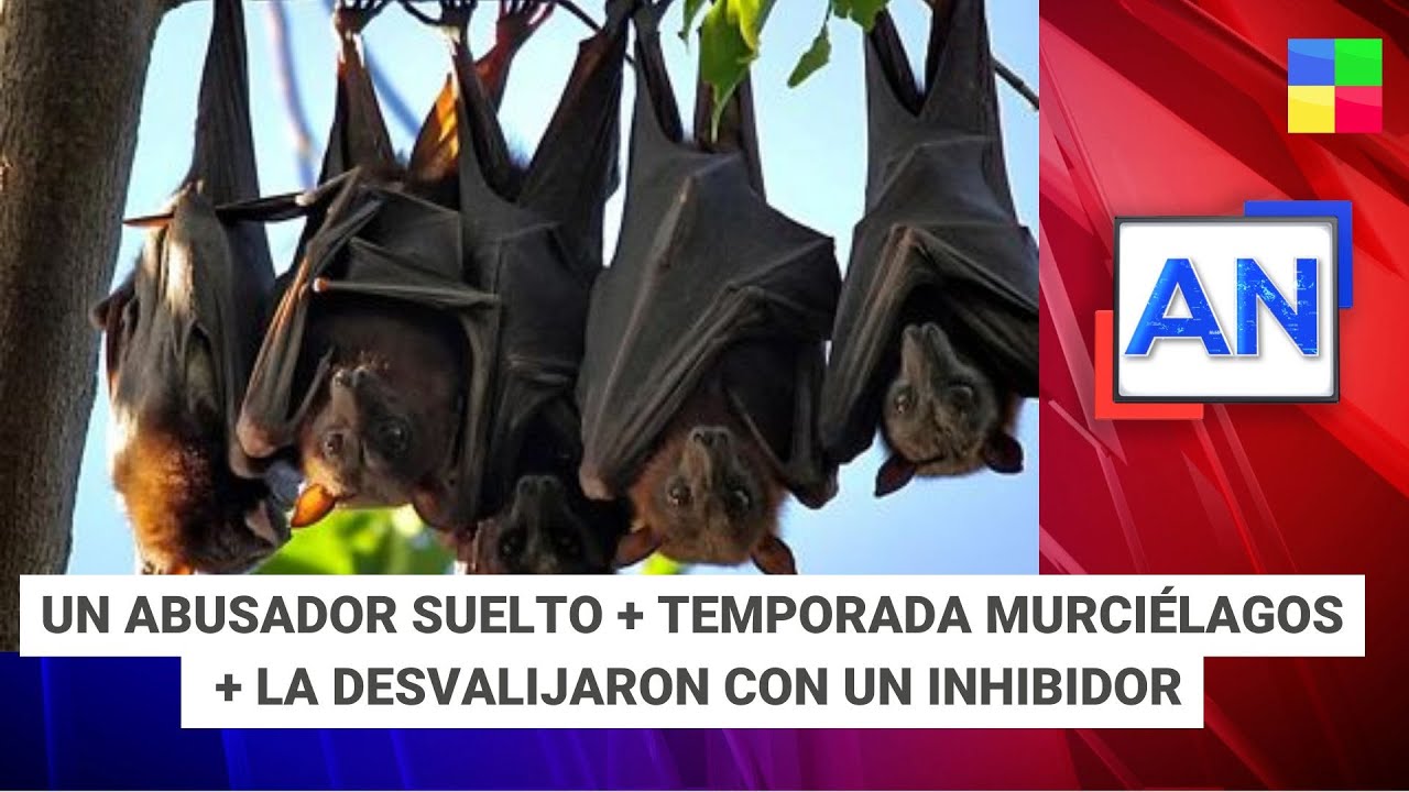 Un abusador suelto + Temporada de murciélagos 