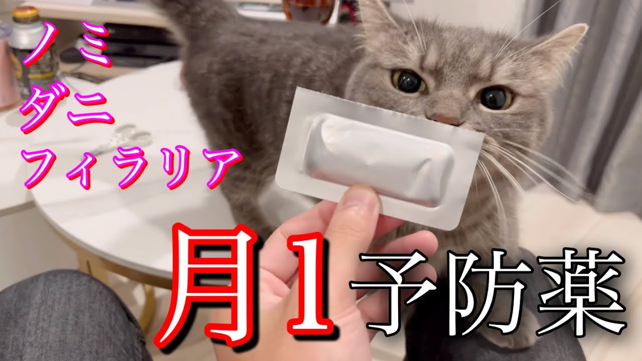 月1予防薬の日、短足猫が初めて見せた反応がこちらです
