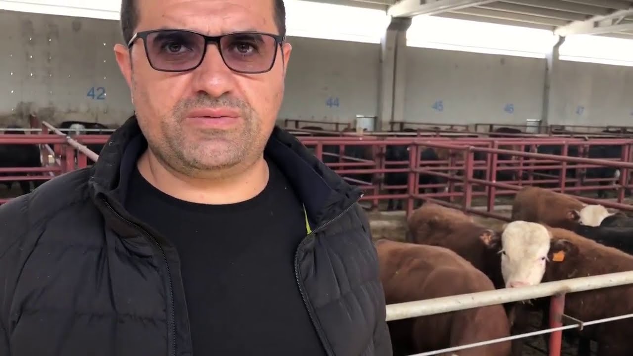 Büyükbaşın Derdi Büyük Olur - Bölüm 2 - Polatlı/ Ankara