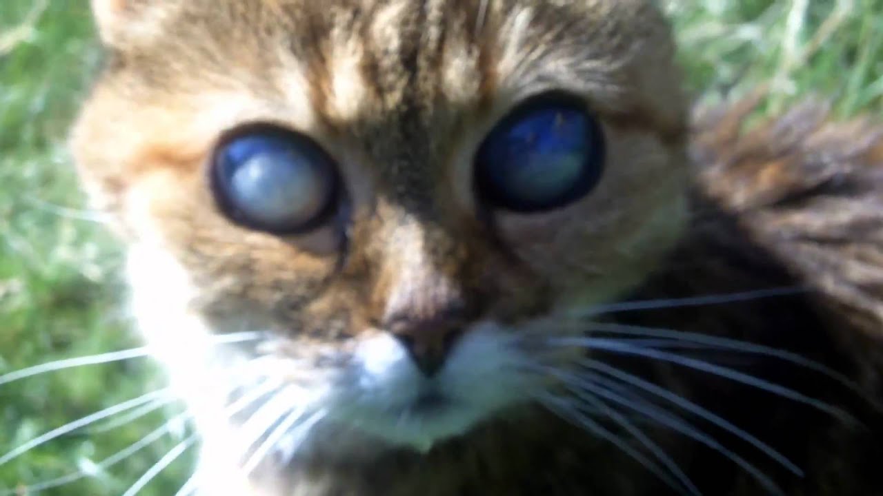 Luni unsere blinde, kleine und alte Katze