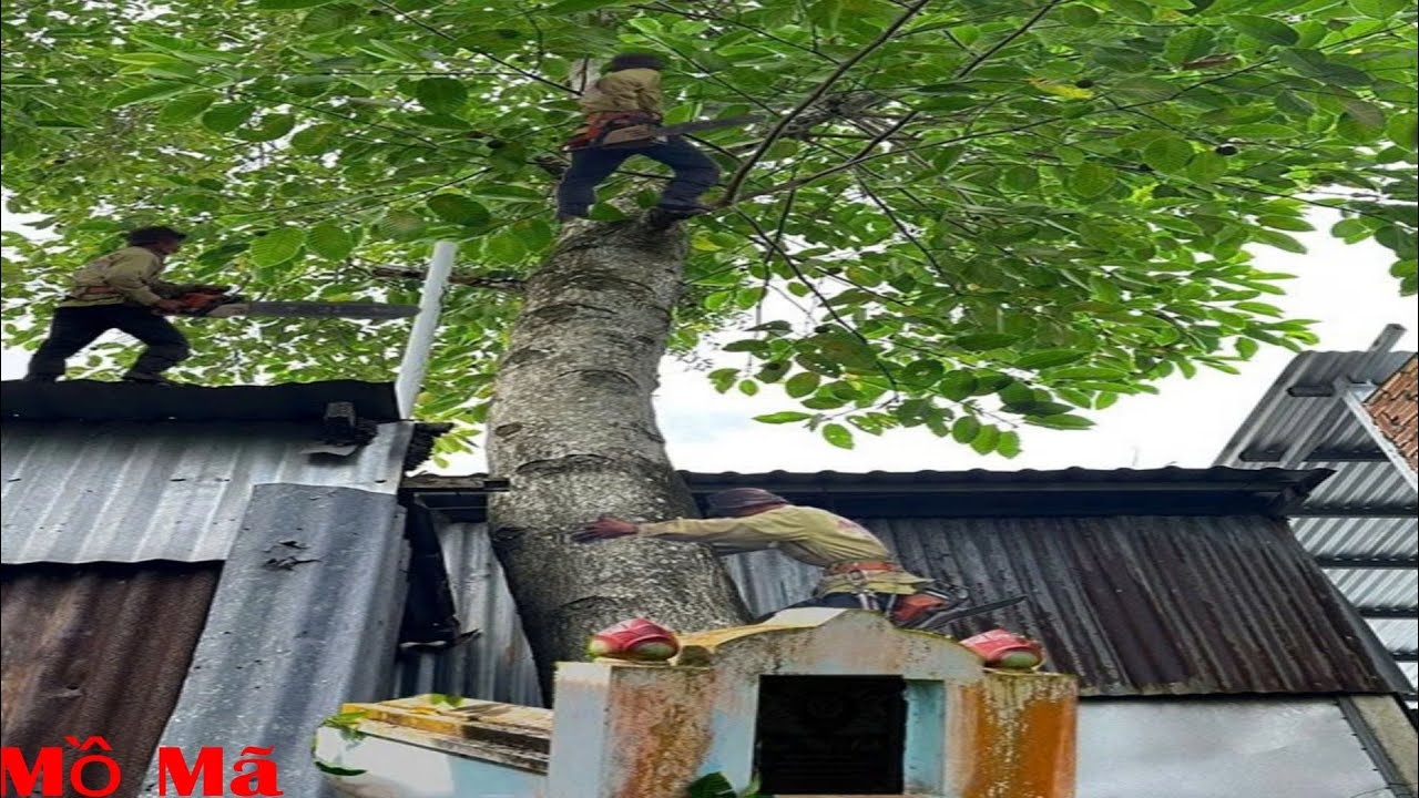 Cưa cây Gáo ngã vô nhà cho từ thiện /Sawing down a Gáo tree that fell into a house for charity| P169