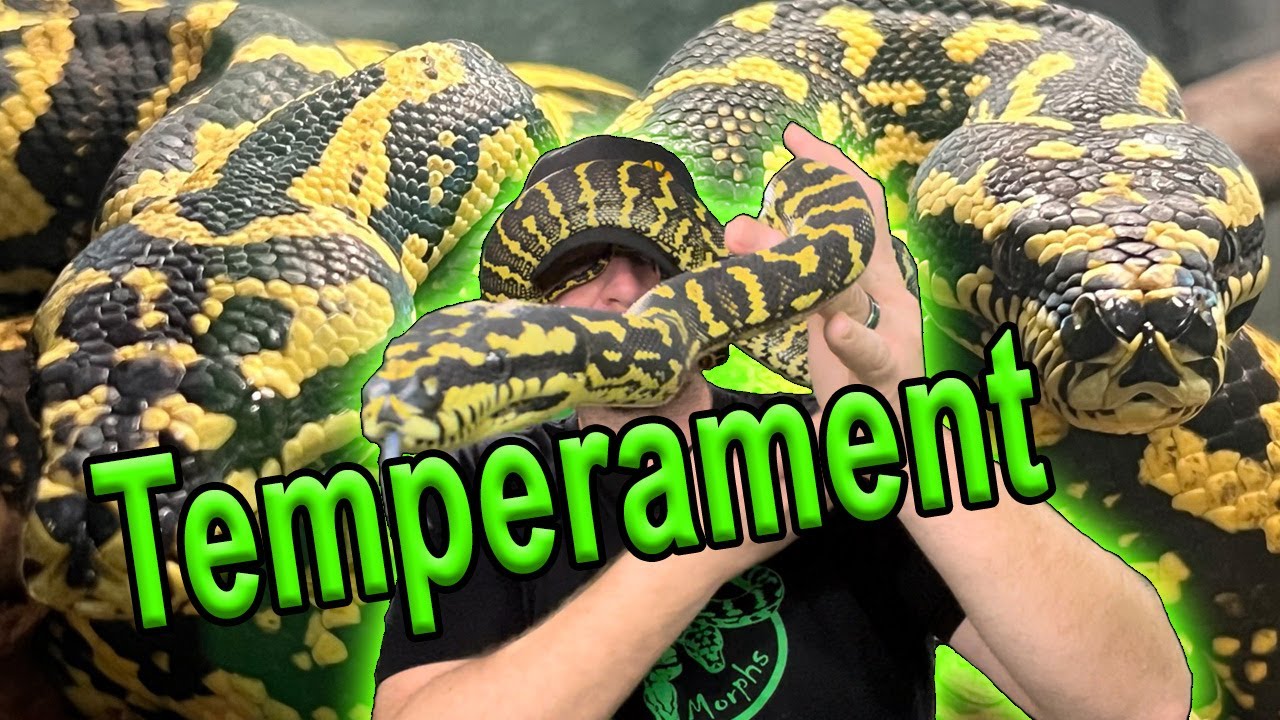 Carpet Python Temperament