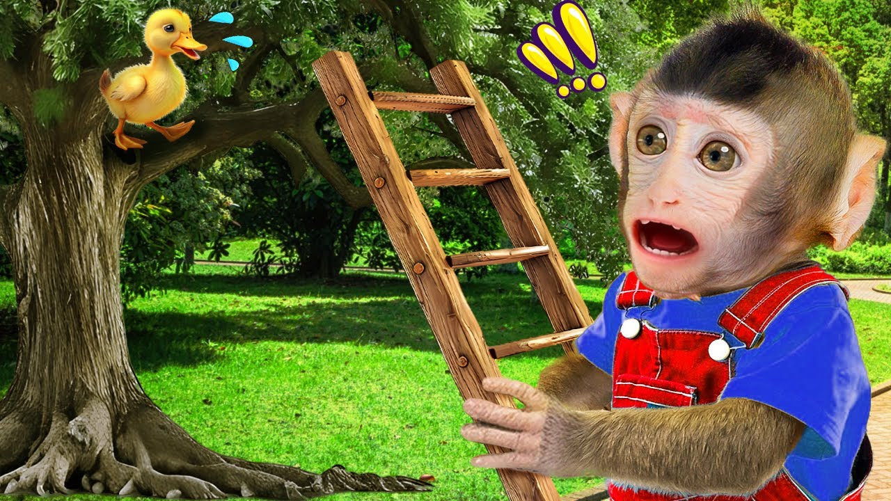 MONO KOKO ¡rescate emocionante del patito atrapado! | MONO KOKO ESP