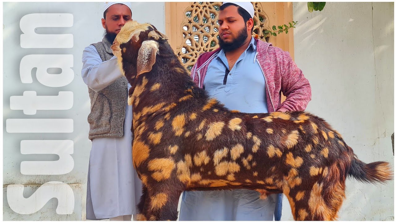 Jaipur Series Part 1 | Sultan - The Biggest Gujri Andul Goat