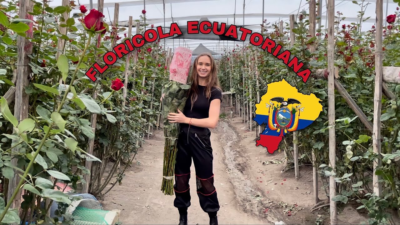 ¿Las MEJORES ROSAS del MUNDO?