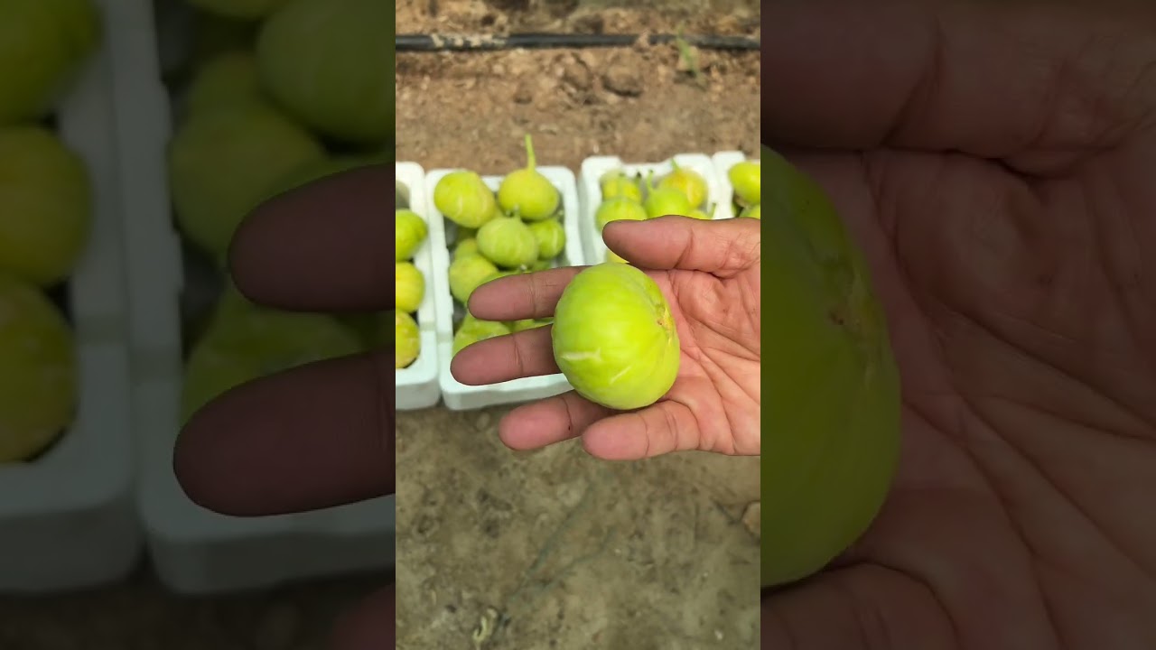 طرق العنايه بشجرة التين وعلاج افات التين المزمنه