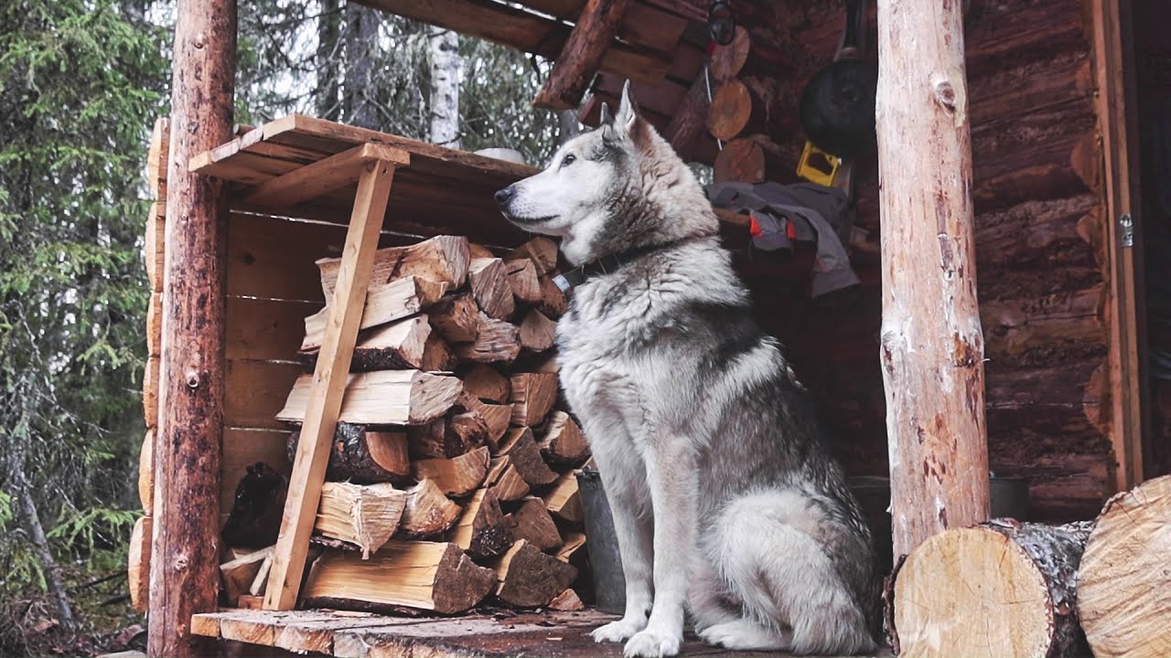 Living in log house with two dogs | Making a garden in the wild woods