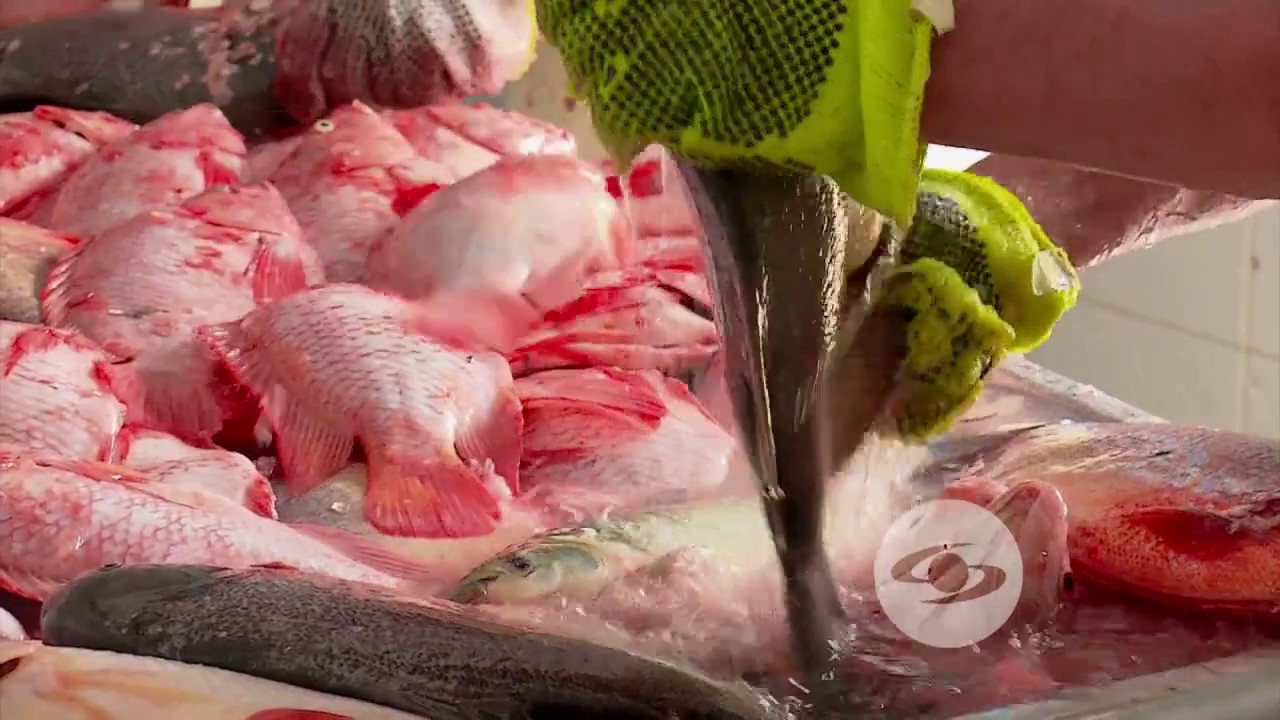 ¿vísceras de peces para alimentar animales? | La Finca de Hoy