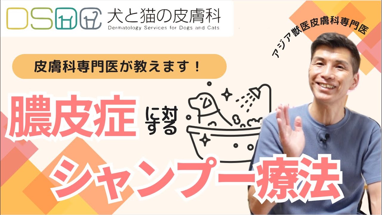 【犬と猫の皮膚科】皮膚科専門医が教える！お家でできる膿皮症のシャンプー療法を徹底解説！！【獣医】