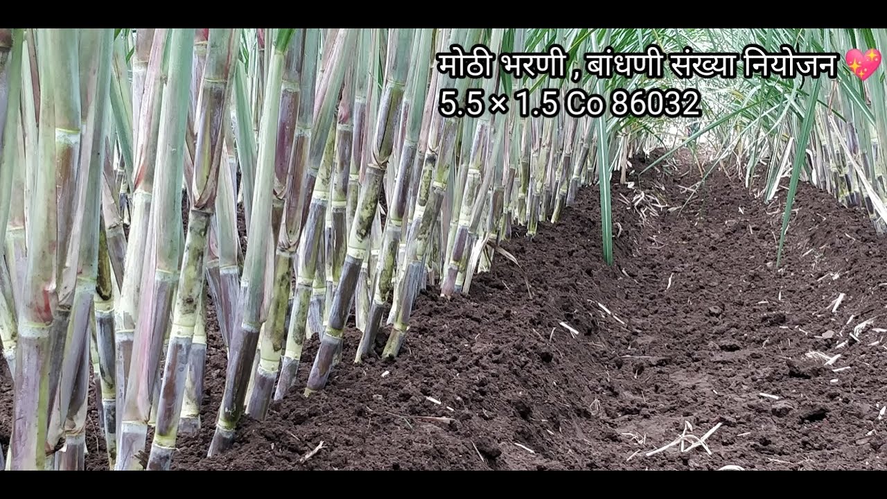 मोठी भरणी, जबरदस्त जाडी आणि संख्या नियोजन 💖5.5 × 1.5 Co 86032