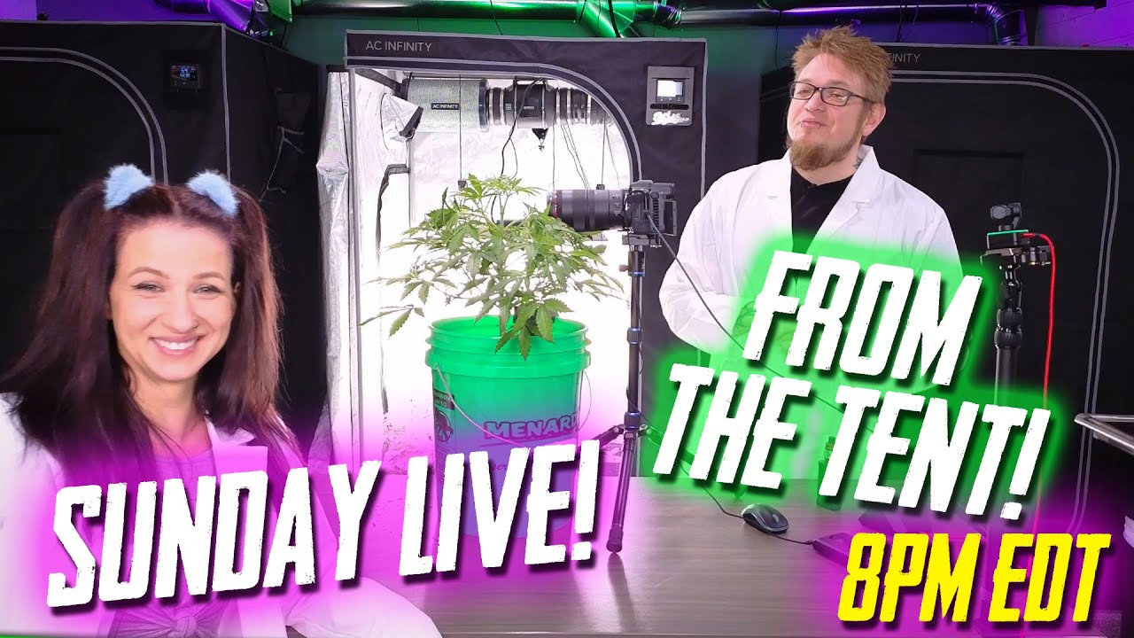 Sunday Live In The Tent!