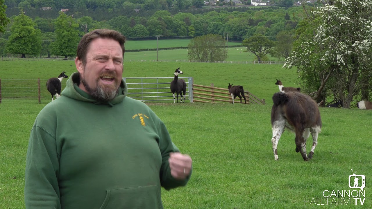 All about Llamas - Cannon Hall Farm
