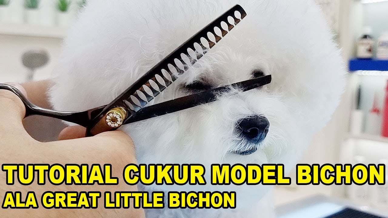 Tutorial Cukur Model Bichon Ala Great Little Bichon