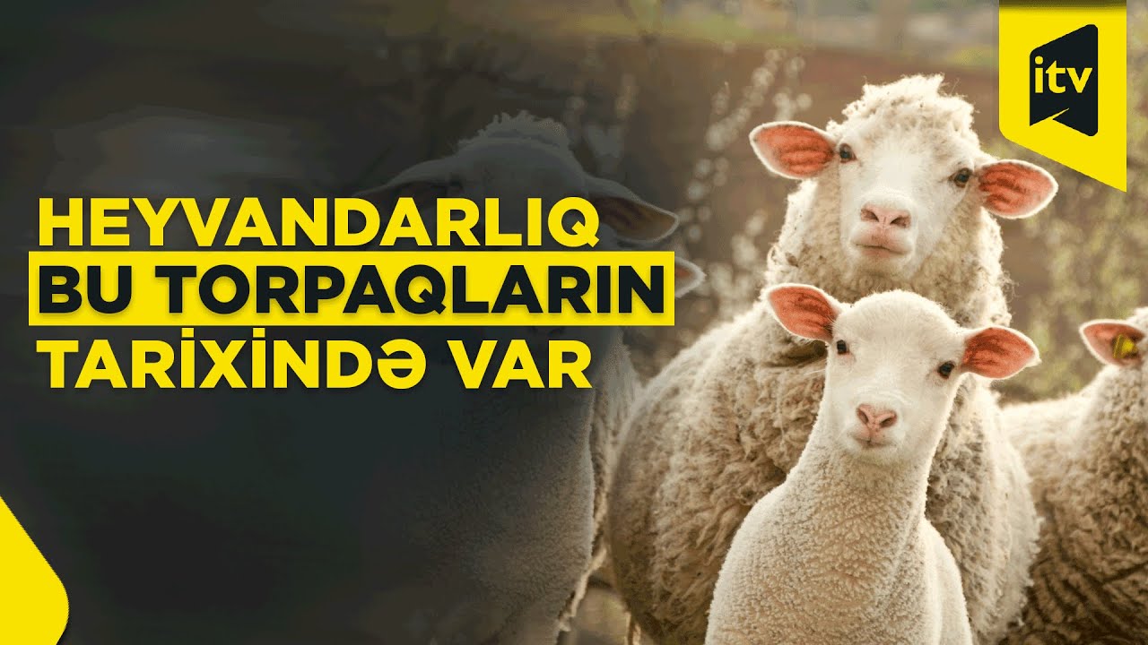 Laçında heyvandarlıq sürətlə inkişaf edir