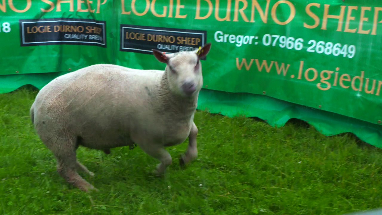 Lots 182-189 Charollais Shearling Rams