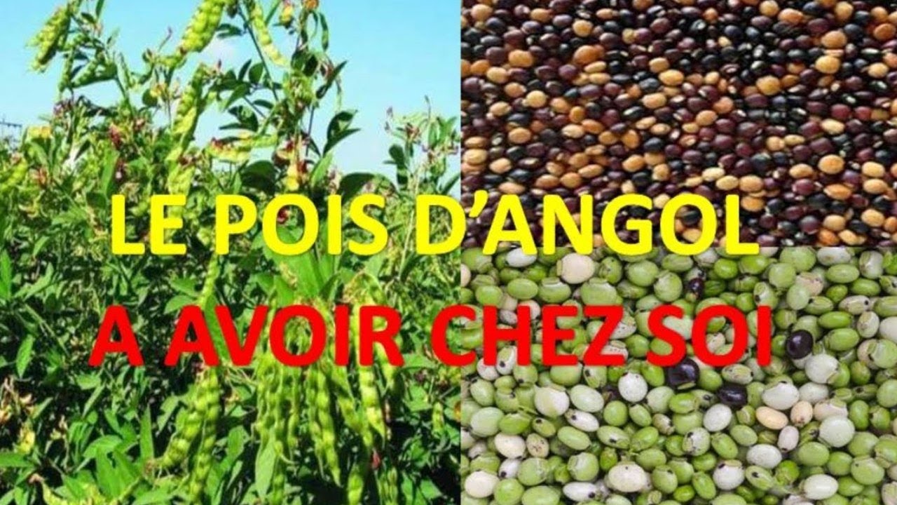 Découvrez le Pois d'angol