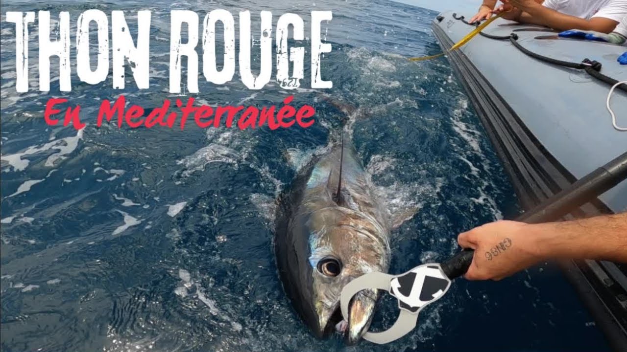 Pêche du THON ROUGE ! En Méditerranée sur chasses et broumé !