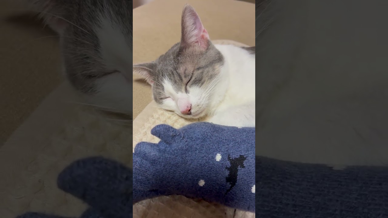 The cats relaxing #cat #purr 
