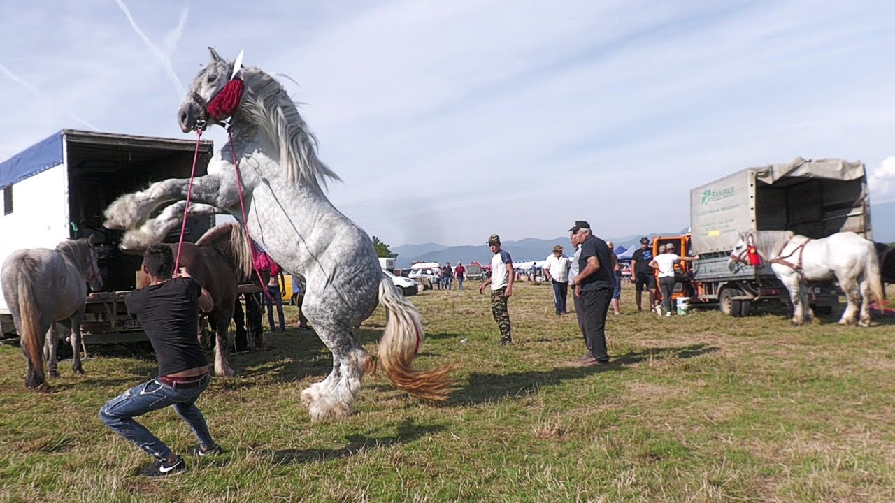 Târg Expozițional de Cai Remetea Chioarului - Maramureș 11 Septembrie 2021