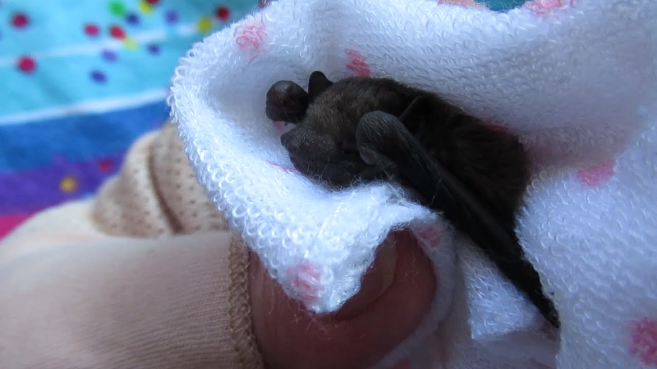 Miss Karlene The Tiny Microbat