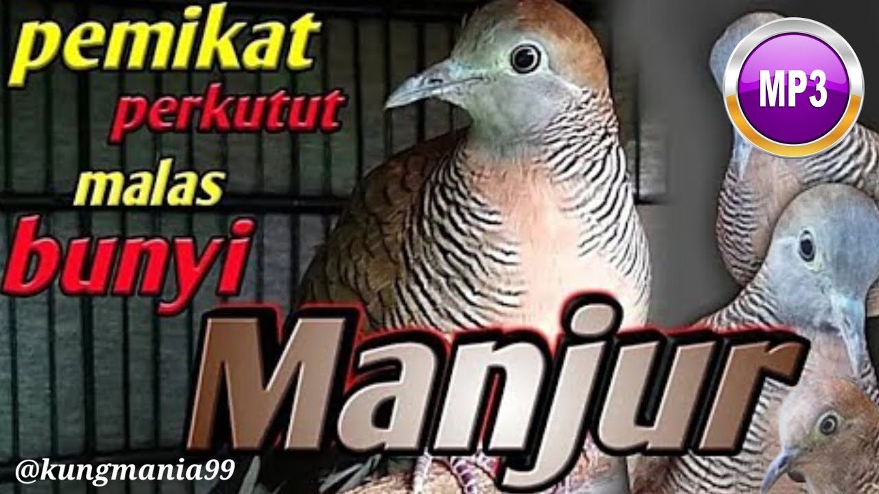 Pancingan perkutut ANTI GAGAL 100% Pasti NYAUT | perkutut, suara perkutut