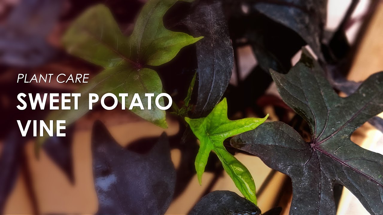 Sweet Potato Vine Care