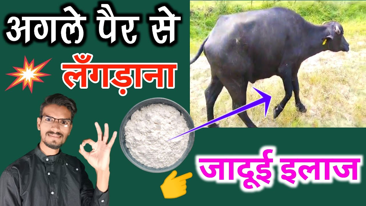 पशुओं का बिना इंजेक्शन के लॅंगडा़पन दूर करें/पशु अगले पैर से लंगडा़ता है/pashu ka langda kar chalna