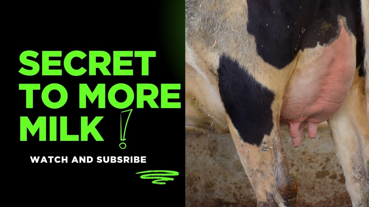 Dairy Farming Done Right: Essential Rules from Fresha Model Farm