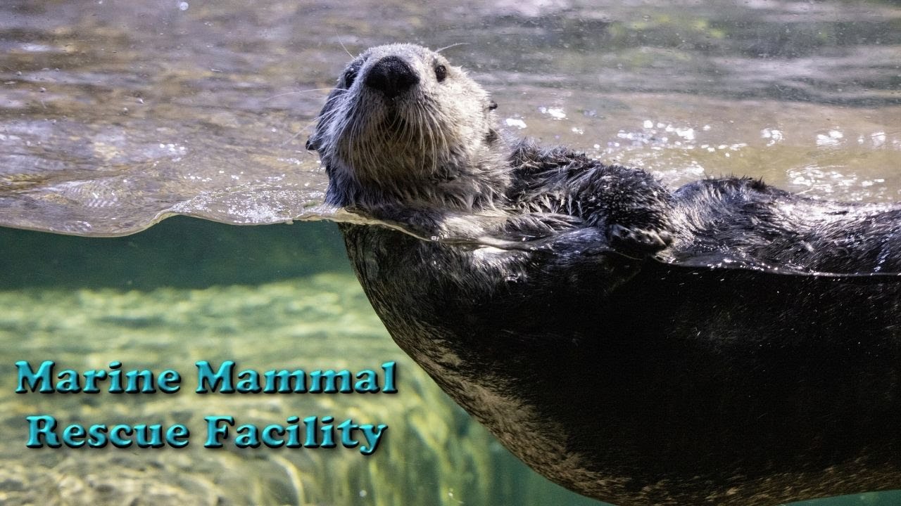 Tour of the Marine Mammal Rescue Facility at Sealife Birmingham