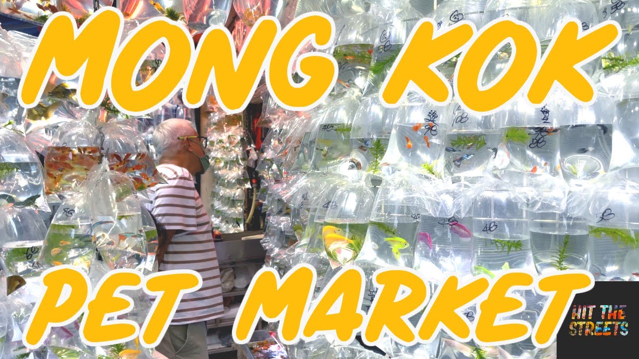 Let's Explore Hong Kong's Biggest Pet Market!
