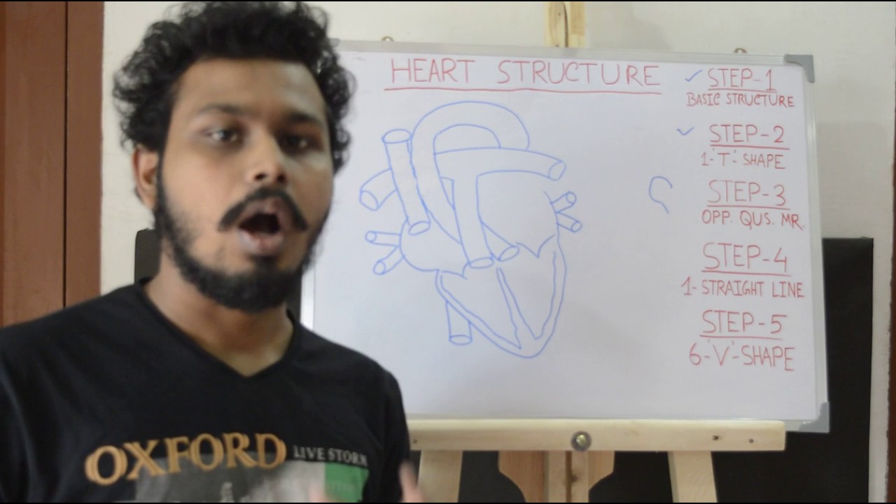 Easy way to draw heart structure by 5 steps | labeling of heart structure