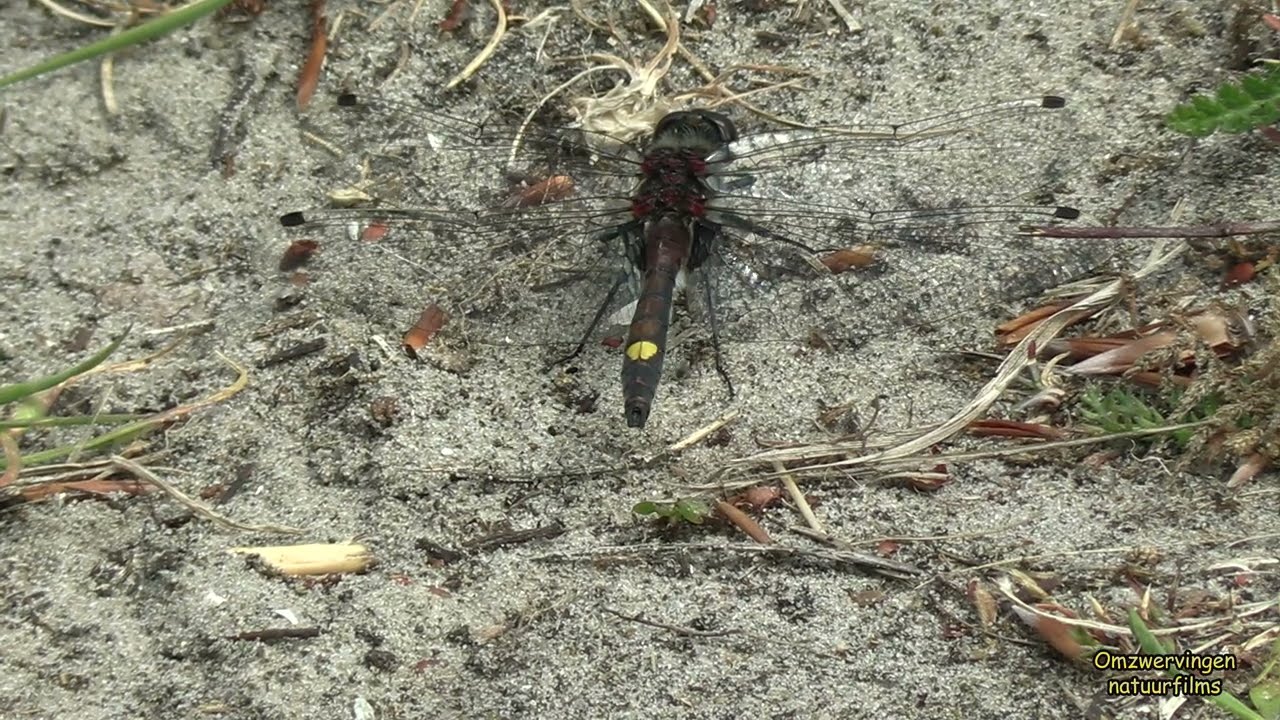 20250526 Zeldzaamheden in de Heemtuin Tenellaplas