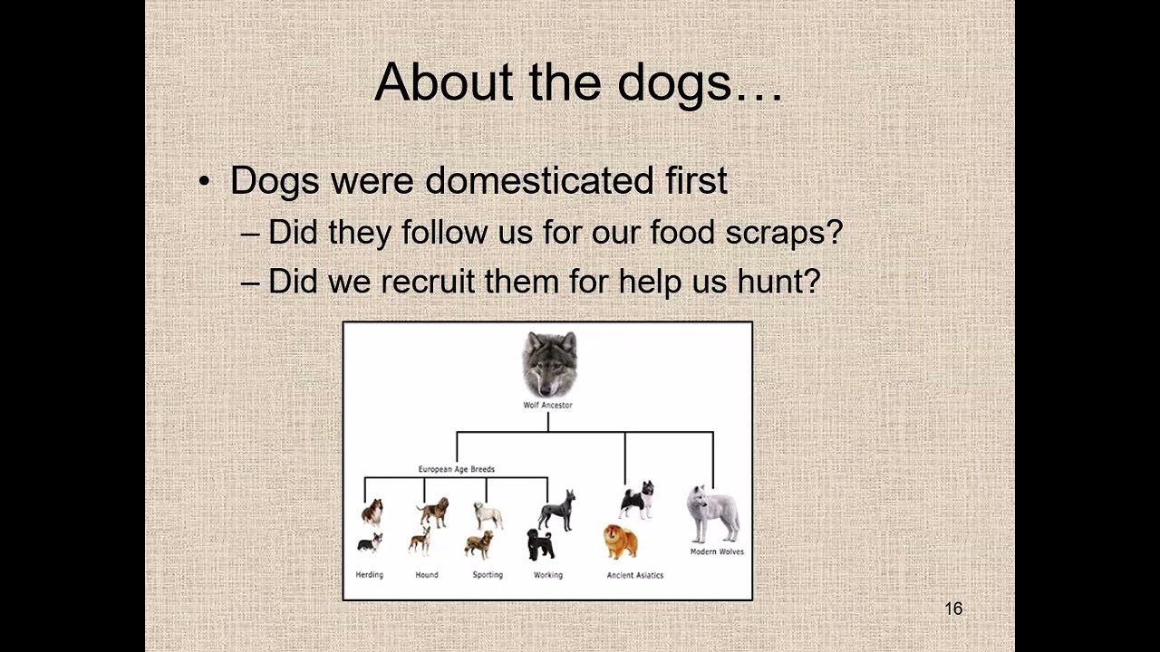 History of Animal Ag