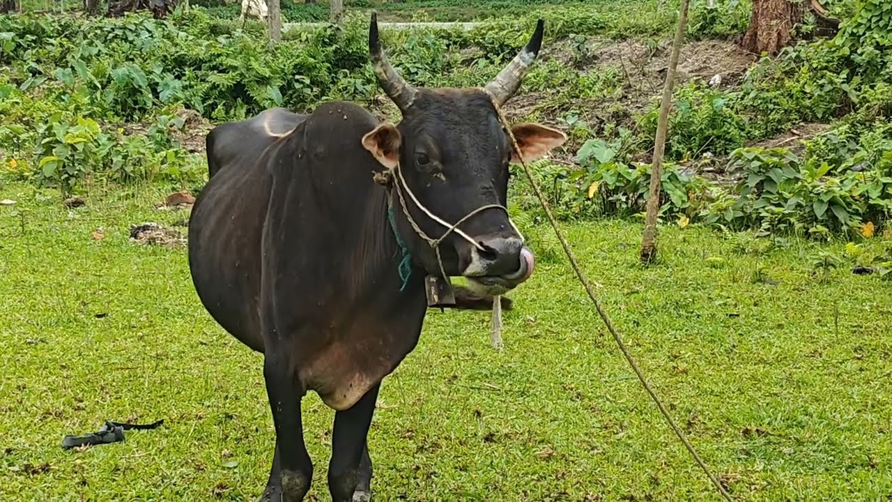 CB Cow Nose piercing || Nose Ring