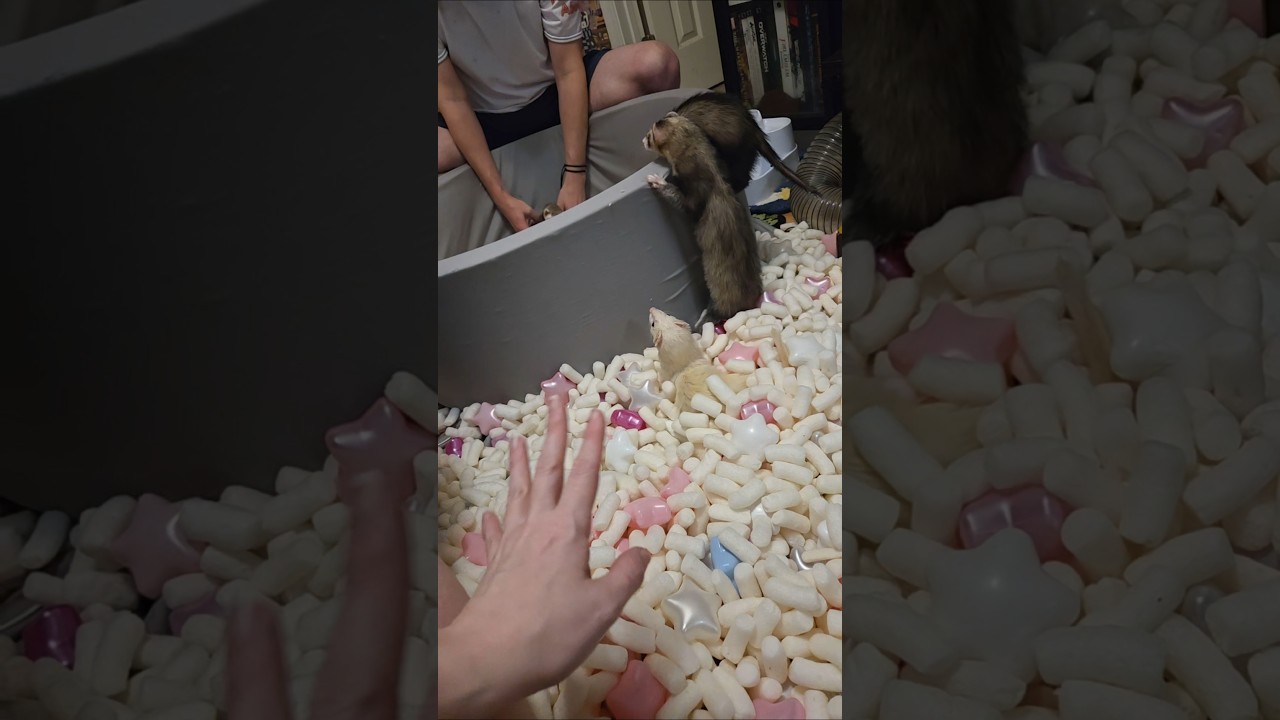 They Didn't Want Me To Clean