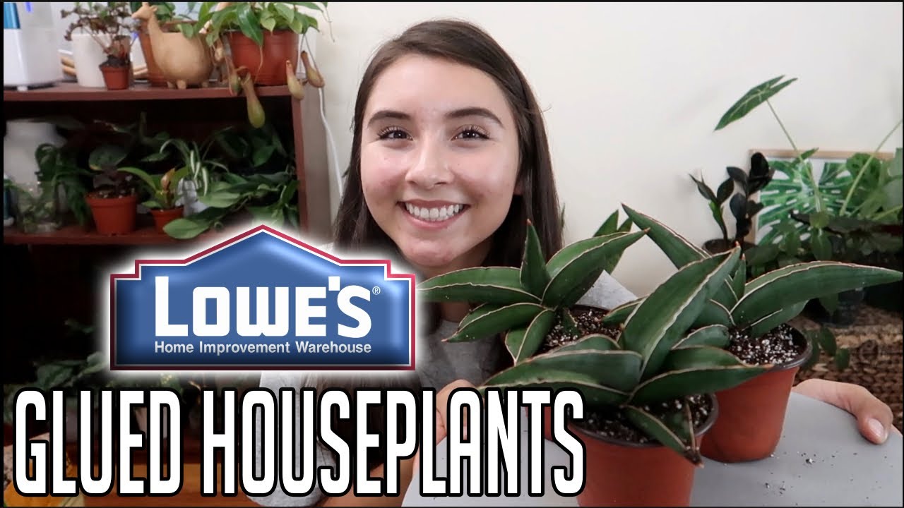 Как убрать приклеенные комнатные растения из крупного строительного магазина | Сансевиерия самура...