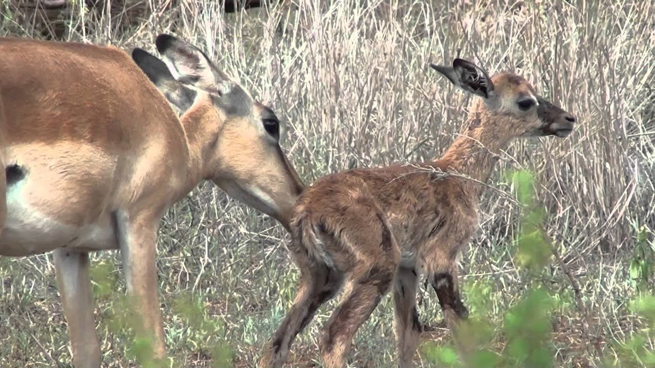 New Born Impala (Welcome aboard, Baby) - Un piccolo impala appena nato !