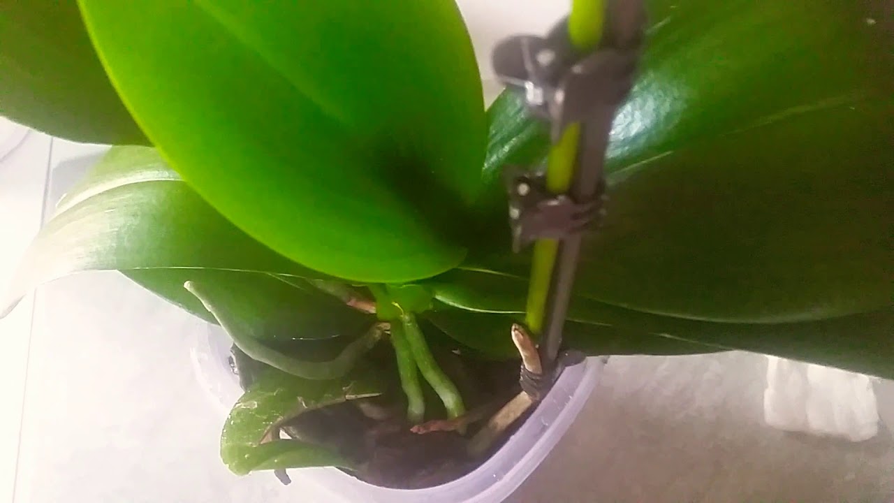 Orquidea  phalaenopsis nueva vara floral  y con Vitamina B1